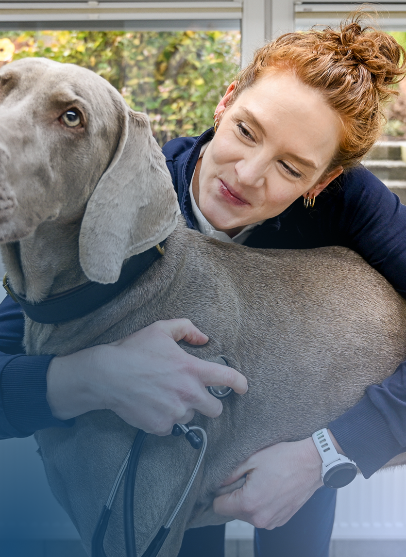 Allgemeine Untersuchungen, Impfungen und Vorsorge für dein Tier