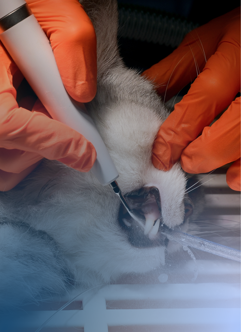 Professionelle Zahnpflege und Zahnbehandlungen für dein Tier
