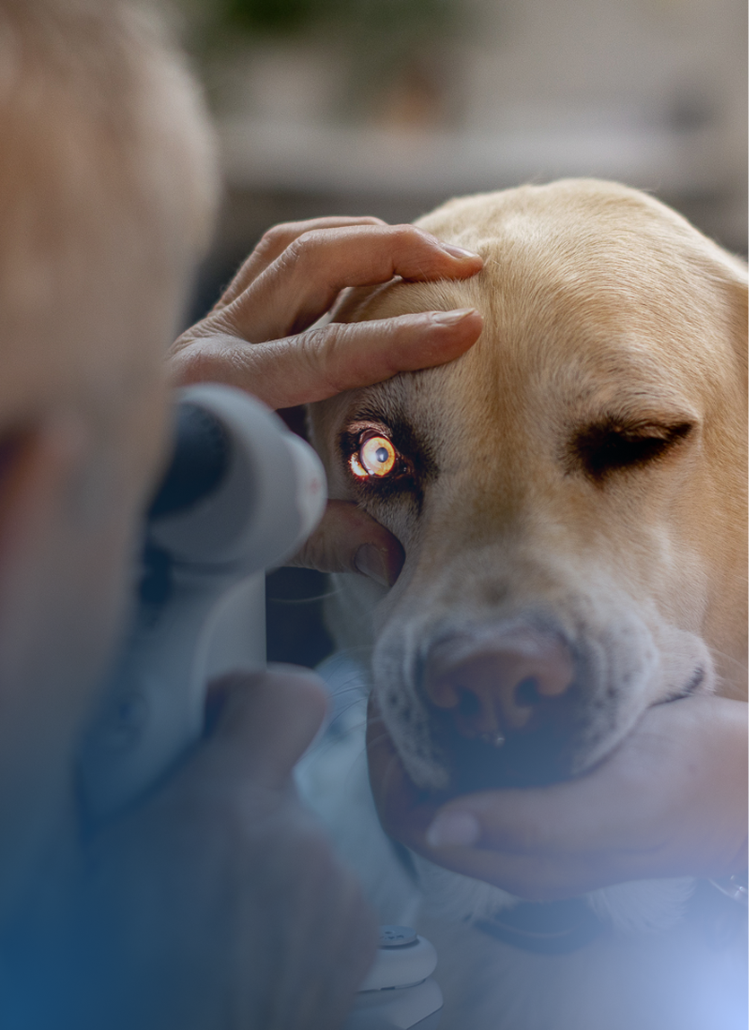 Augenuntersuchungen sowie Augenchirurgie