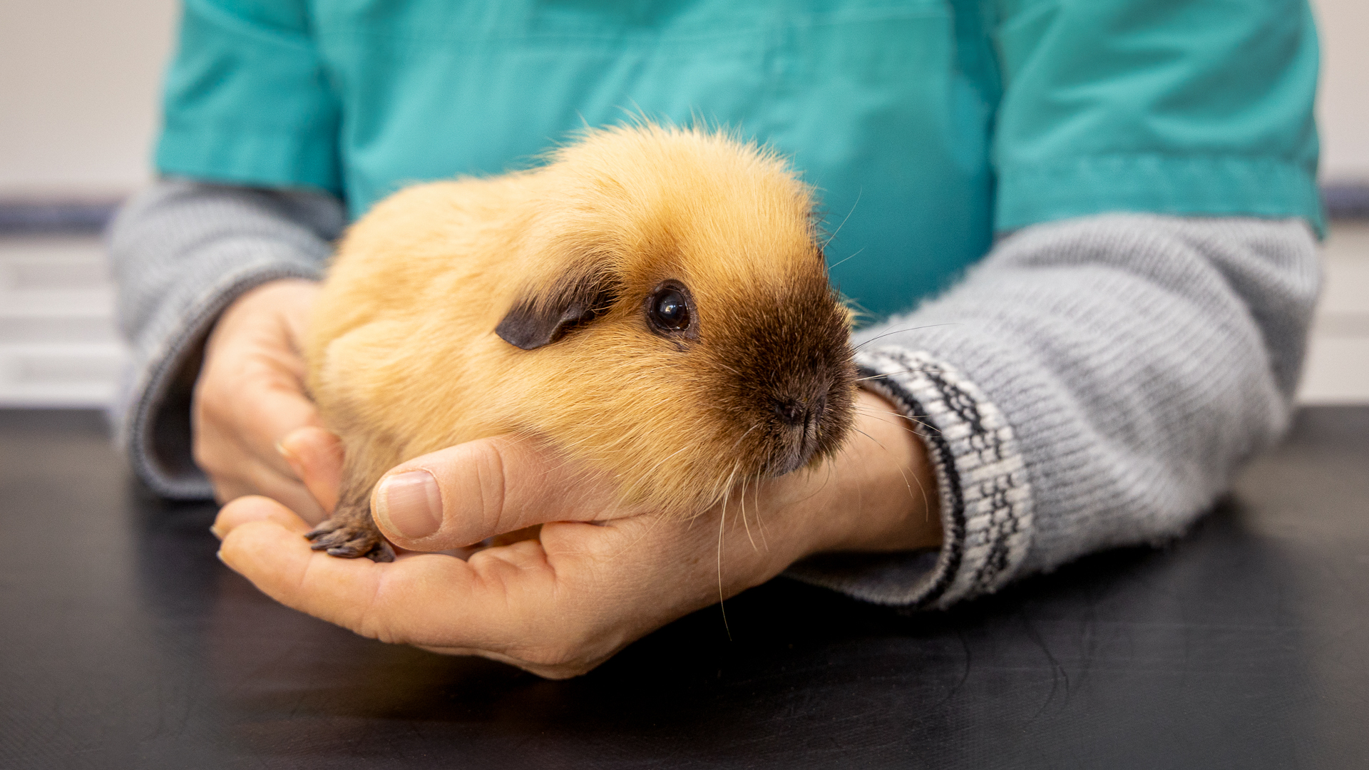 Unsere Leistungen für die Gesundheit von ihrem Tier