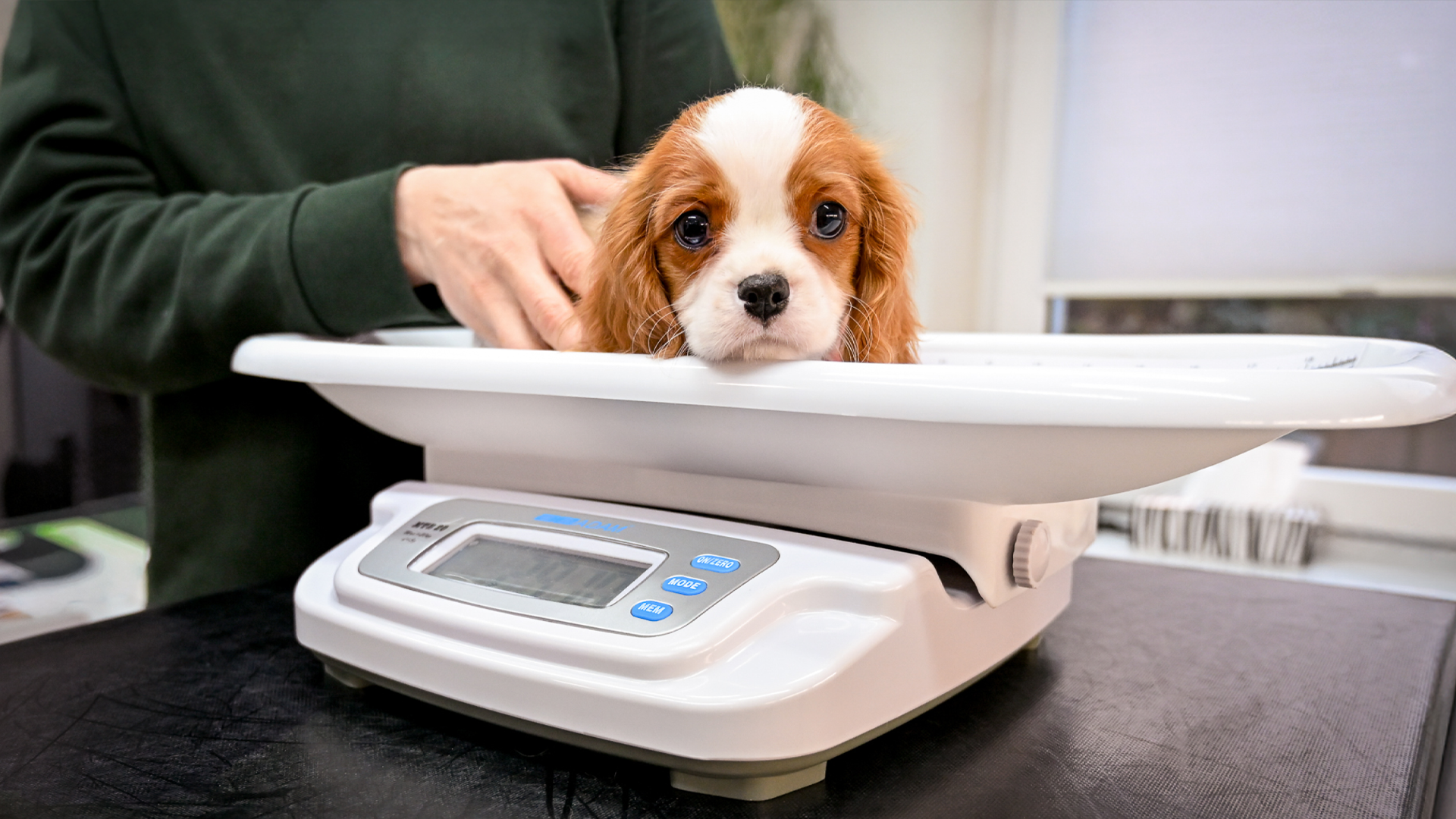 Reproduktionsmedizin für Hündinnen und Rüden